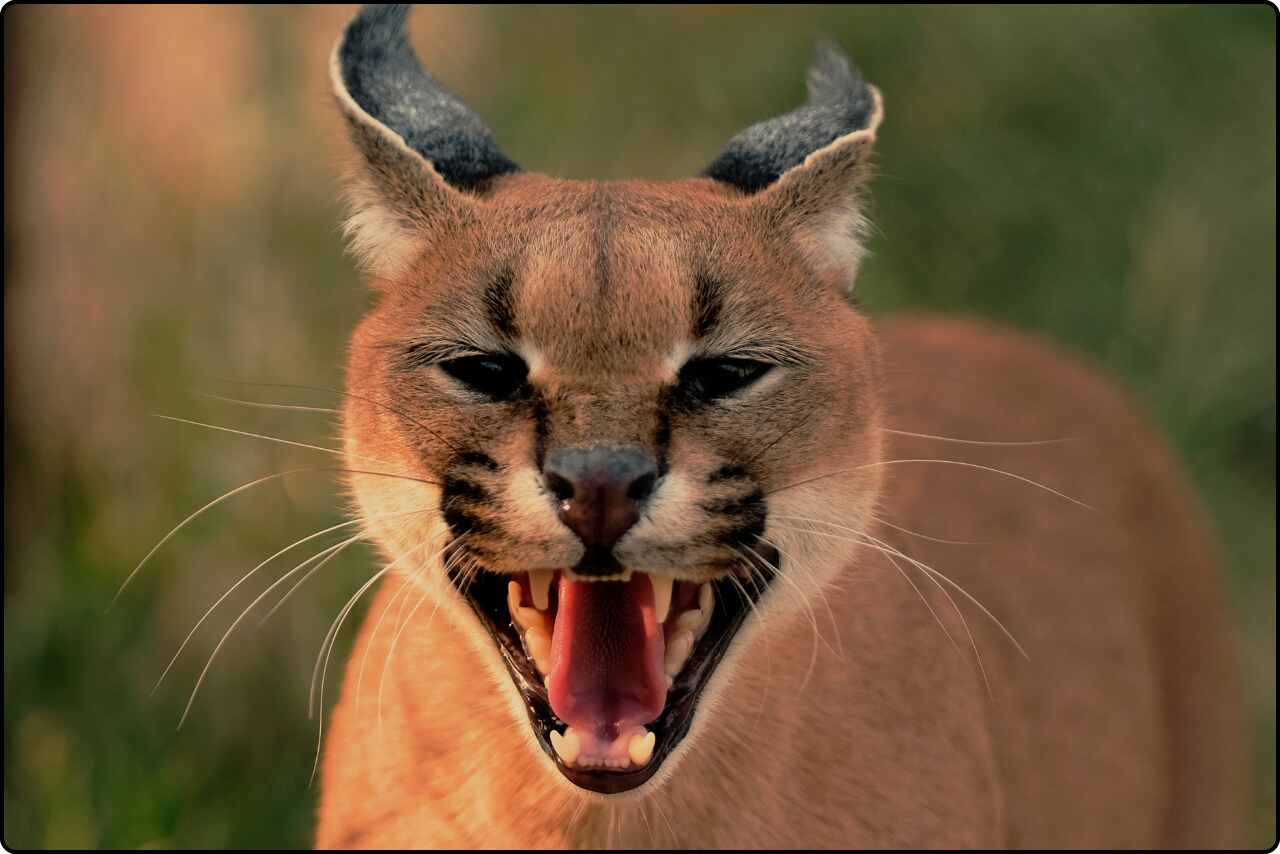 Close-up photo of a brown wild cat with piercing eyes